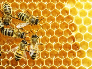 Close up view of the working bees on honey cells فروشگاه اینترنتی پاکسون خواص درمانی عسل